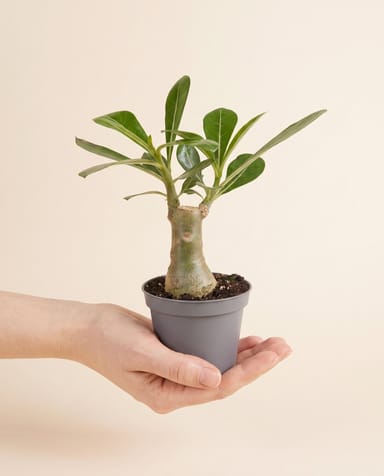 Baby Adenium Wüstenrose Obesum