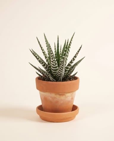 Baby Haworthia Haworthie Fasciata Big Band