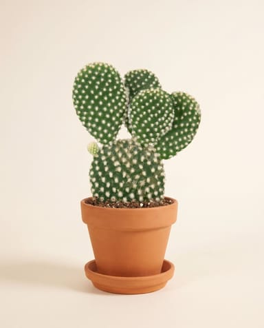 Baby Opuntia Feigenkaktus Microdasys Albispina