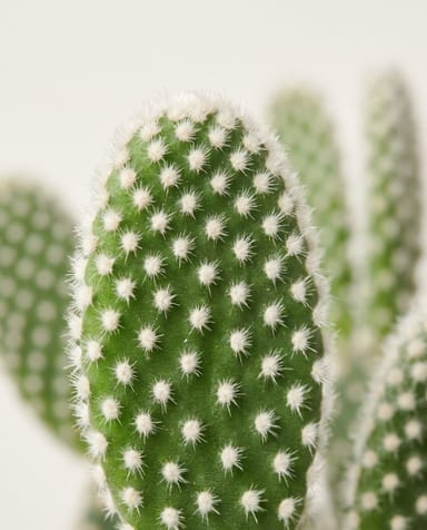Baby Opuntia Feigenkaktus Microdasys Albispina