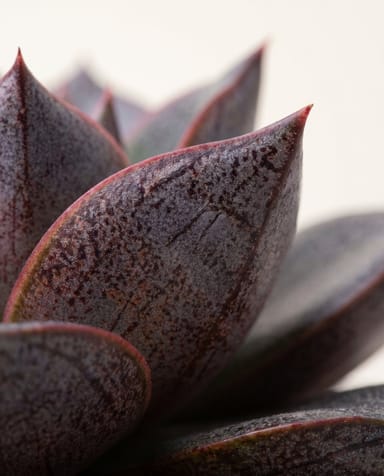 Baby Echeveria Echeverie Purpusorum