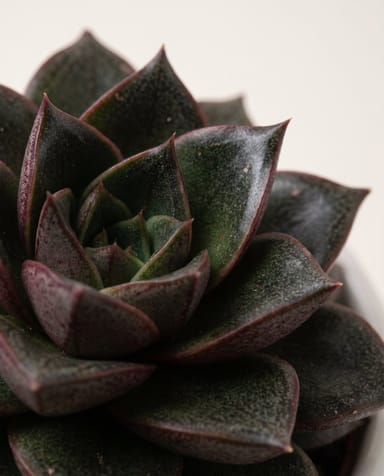 Baby Echeveria Echeverie Purpusorum