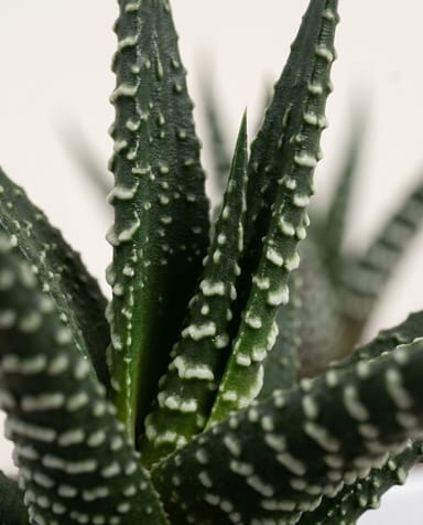 Baby Haworthia Haworthia Limifolia