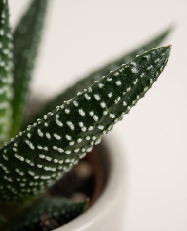 Baby Haworthia Haworthia Limifolia
