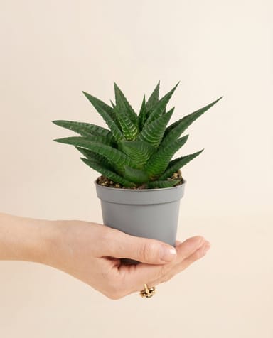 Baby Haworthia Haworthia Limifolia