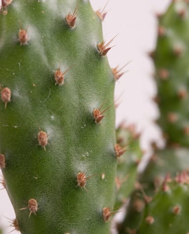 Baby Opuntia Feigenkaktus Microdasys