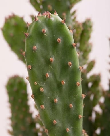 Baby Opuntia Feigenkaktus Microdasys