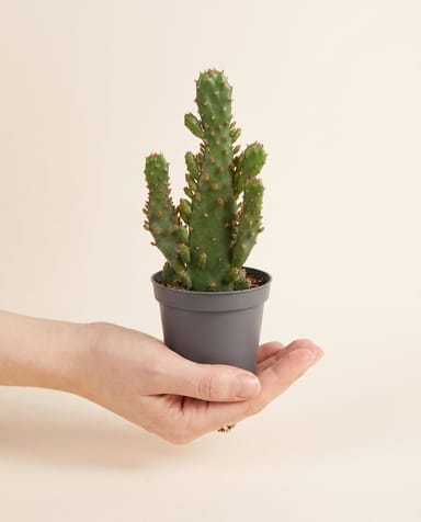 Baby Opuntia Feigenkaktus Microdasys
