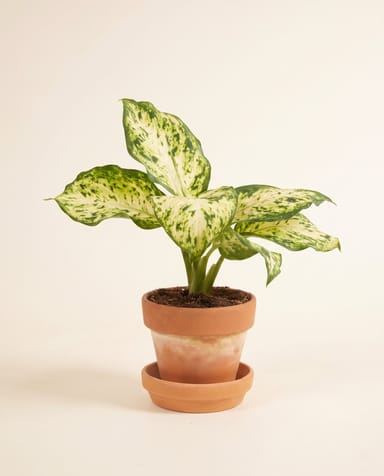 Baby Dieffenbachia Dieffenbachie Maculata Amy