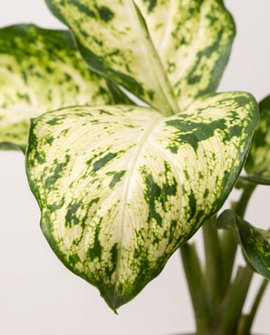 Baby Dieffenbachia Dieffenbachie Maculata Amy