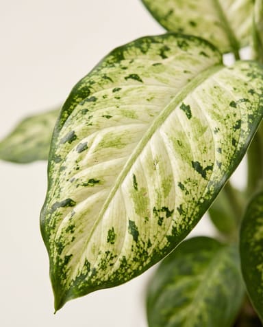 Baby Dieffenbachia Dieffenbachie Maculata Amy