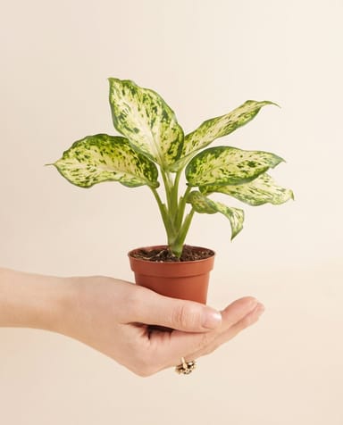 Baby Dieffenbachia Dieffenbachie Maculata Amy