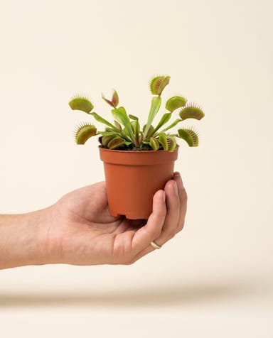 Baby Dionaea Venus flytrap Muscipula