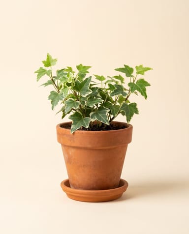 Bebé Hedera Hiedra Helix Variegated