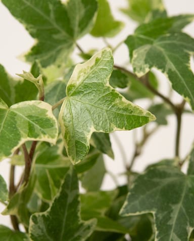 Bebé Hedera Hiedra Helix Variegated