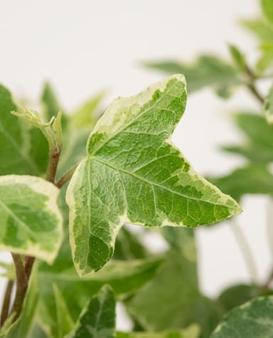 Bebé Hedera Hiedra Helix Variegated