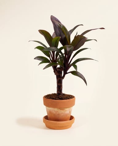 Baby Cordyline Keulenlilie Fruticosa