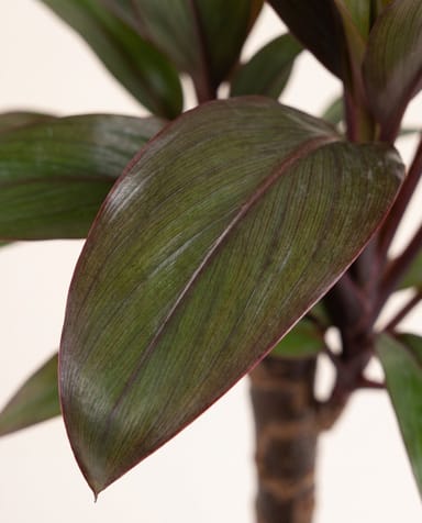 Baby Cordyline Keulenlilie Fruticosa