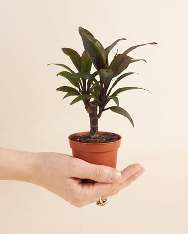 Baby Cordyline Keulenlilie Fruticosa