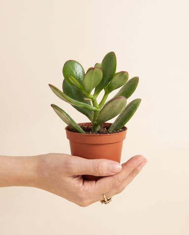 Baby Crassula Geldbaum Ovata