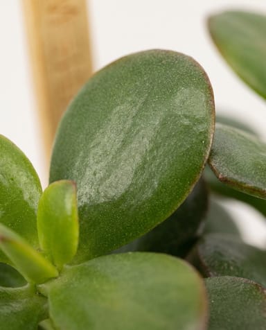 Baby Crassula Jade plant Minor
