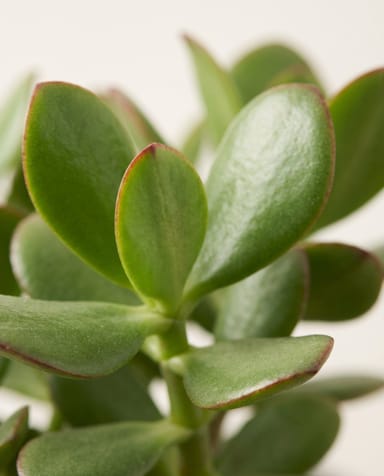 Baby Crassula Jade plant Minor