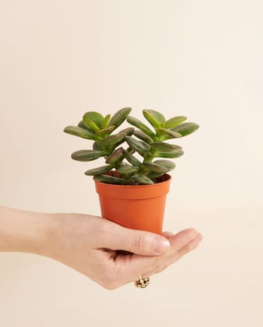 Baby Crassula Jade plant Minor
