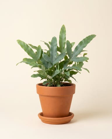 Baby Phlebodium Goldtüpfelfarn Aureum Blue Star