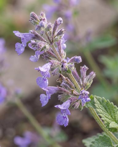 Nepeta Katzenminze Walker's Low