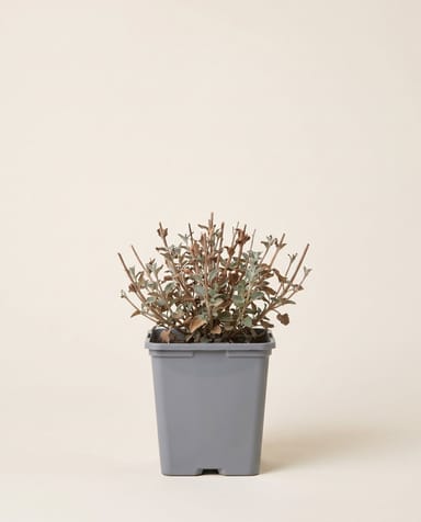 Nepeta Katzenminze Walker's Low