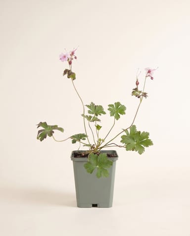 Geranium Storchschnabel Biokovo