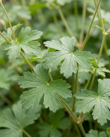 Geranium Storchschnabel Biokovo