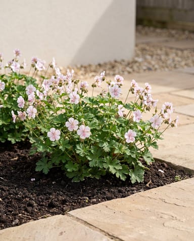 Geranium Storchschnabel Biokovo