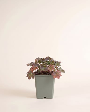 Geranium Storchschnabel Biokovo