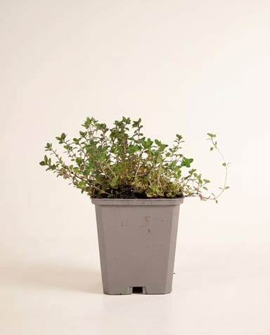 Thymus Thymian Serpyllum