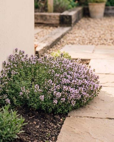 Thymus Thymian Serpyllum