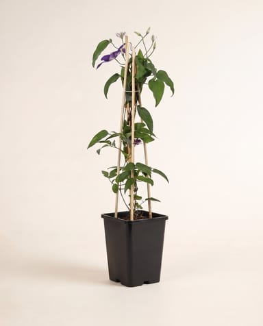 Clematis Waldrebe The President