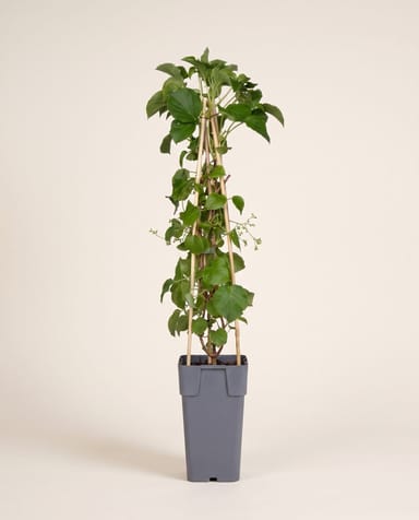Hydrangea Kletterhortensie Anomala Petiolaris