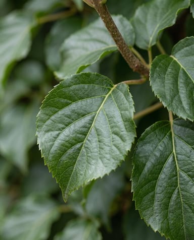 Hydrangea Kletterhortensie Anomala Petiolaris