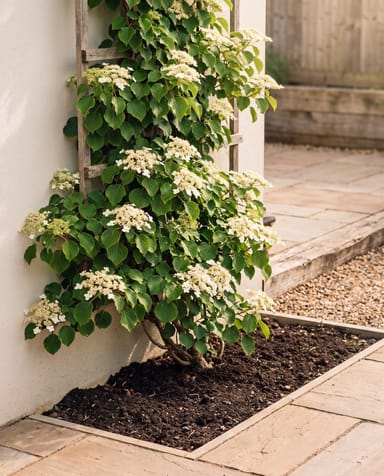 Hydrangea Kletterhortensie Anomala Petiolaris