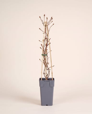 Hydrangea Kletterhortensie Anomala Petiolaris
