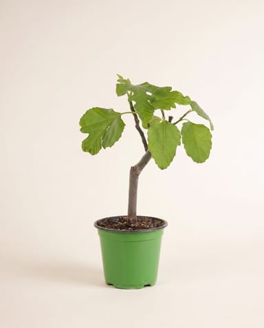 Ficus Figuier Carica Brown Turkey