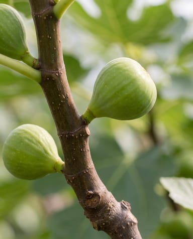Ficus Figuier Carica Brown Turkey