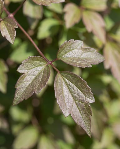 Clematis Clématite Montana Rubens