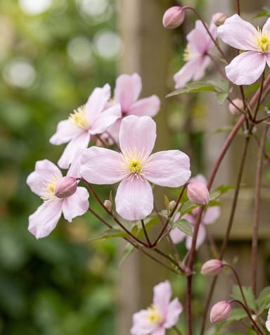 Clematis Clématite Montana Rubens