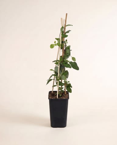 Lonicera Geißblatt Periclymenum Serotina