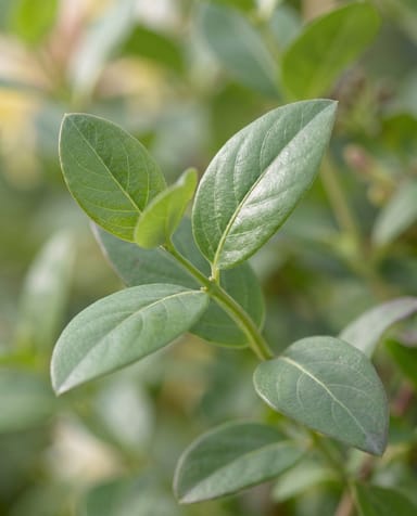 Lonicera Geißblatt Periclymenum Serotina