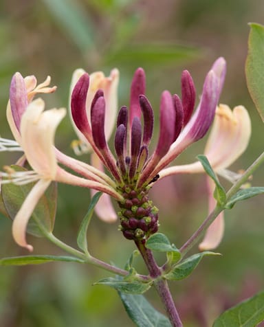 Lonicera Geißblatt Periclymenum Serotina