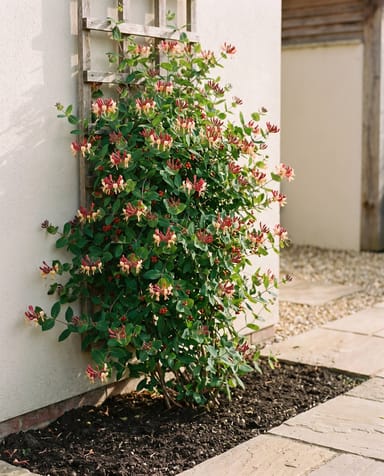 Lonicera Geißblatt Periclymenum Serotina