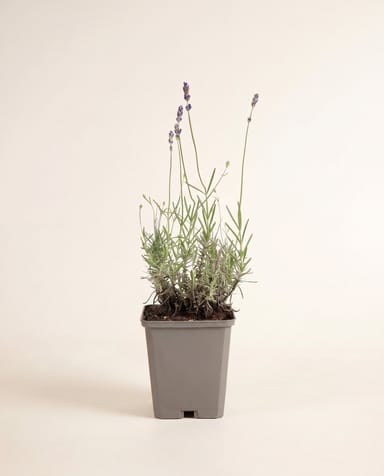 Lavandula Lavande Angustifolia Hidcote